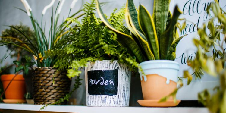 Best Indoor Plants For Air Purification: The Lowdown